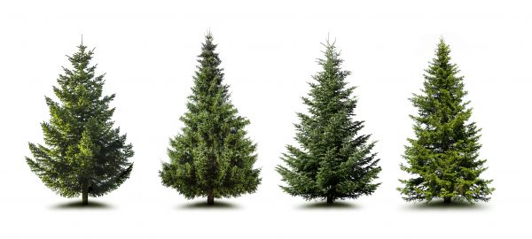 Cost of Pine Tree Trimming in Ypsilanti