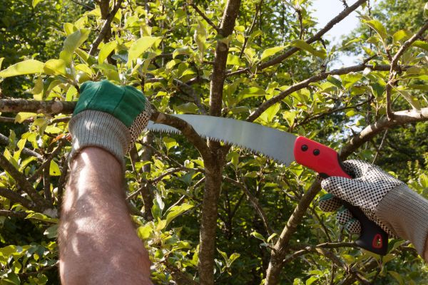 Apple Tree Trimming in Ypsilanti
