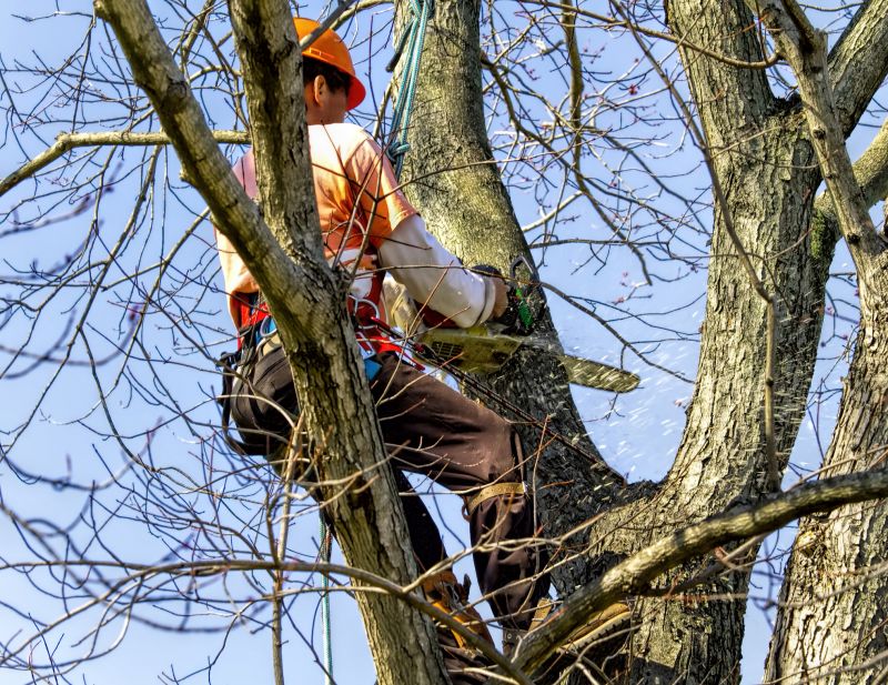 Professional Tree Service
