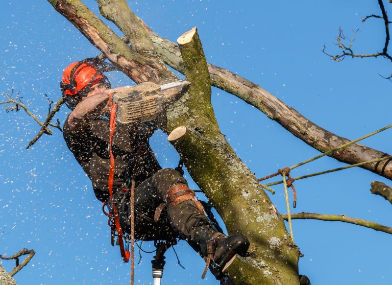 Tree Service Crew